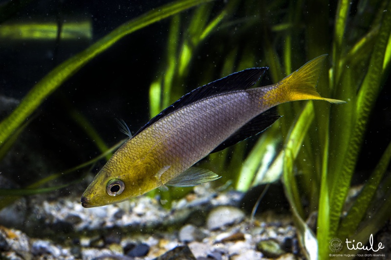 Cyprichromis sp. 'leptosoma jumbo' Kekese